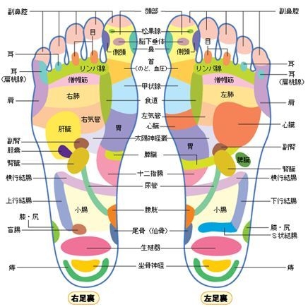 足裏足つぼスキルアップ むくみ解消 健康美脚をあなたと家族の為の足裏足ツボマッサージ Lessson レッソン